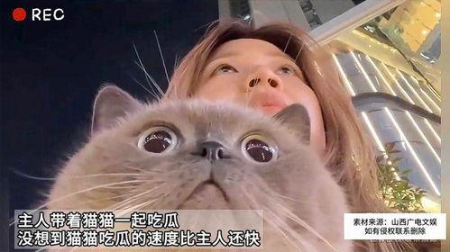 带着猫猫吃瓜,带着猫猫的悠闲吃瓜时光