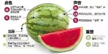 吃瓜微信聊天金堂,揭秘微信聊天中的趣味与智慧