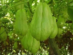 佛手瓜怎么吃荔枝