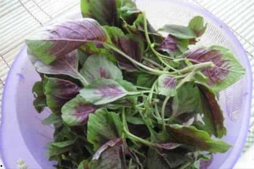 苋菜和茄瓜能一起吃吗,健康美味两不误