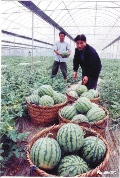 台州吃瓜文化,吃瓜文化背后的市井风情与社交艺术