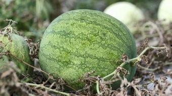 颗粒吃瓜,揭秘瓜类食品的独特魅力与营养价值