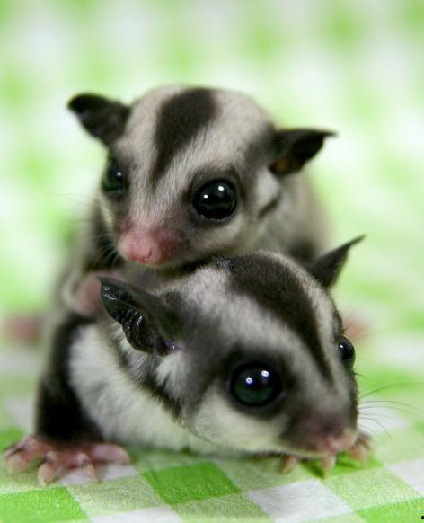 蜜袋鼠吃哈密瓜,自然界的甜蜜邂逅