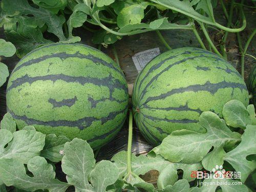 吃瓜果不吐瓜粒