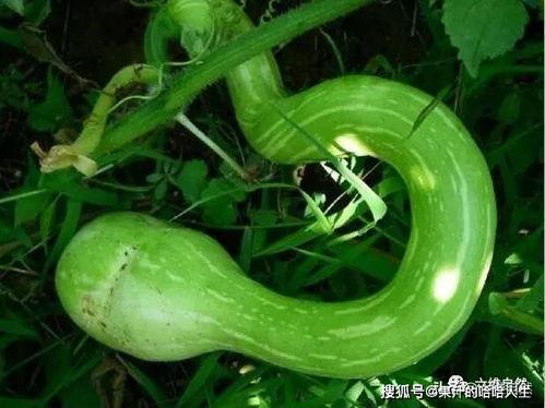 蛇瓜种子可吃吗怎么吃,探索美味与营养的奥秘