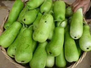 吃葫芦瓜返酸,揭秘吃葫芦瓜返酸的秘密