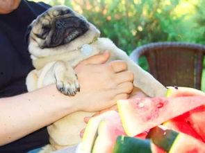 狗刨式吃瓜,揭秘娱乐圈的“水花”效应