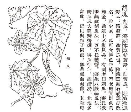古人吃瓜从葫芦开始,古人的吃瓜演变史