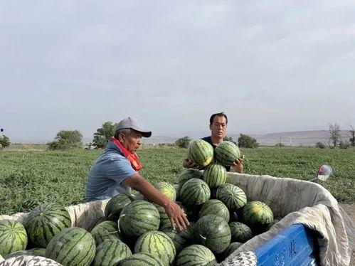 定陶区南关吃瓜,夏日吃瓜好去处，尽享清凉时光