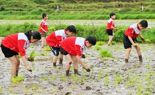 农场摸鱼吃瓜活动,摸鱼吃瓜，共享田园乐趣
