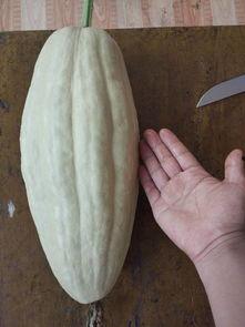 吃瓜给的资源也病毒吗,病毒传播的潜在隐患