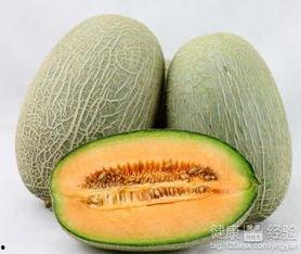 小猫 吃哈密瓜,小猫的哈密瓜美食之旅