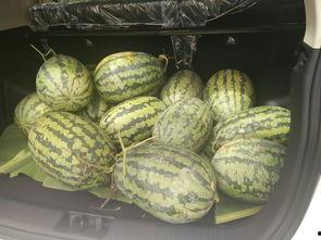 飘魂吃瓜,揭秘网络热点的背后故事