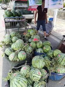 辽宁东港吃瓜事件,一场网络热议背后的真相与反思