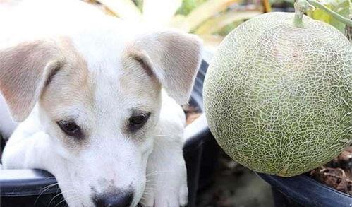 哈密瓜狗可以吃嘛,狗狗的健康零食选择？