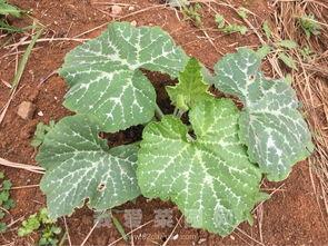 两个月鹊山鸡吃瓜叶